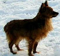 русский той терьер длинношерстный   russian toy terrier long  hair