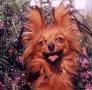 русский той терьер длинношерстный Чпэйс Чип  russian toy terrier long  hair Chpeys Chip