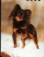русский той терьер длинношерстный Эллин Сказка из Истока russian toy terrier long  hair Ellin Skazka iz Istoka